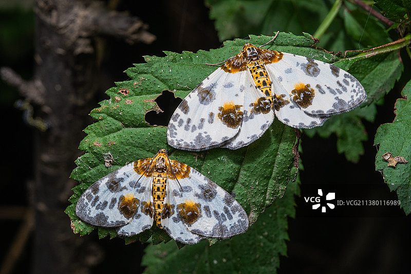 丝棉木金星尺蛾图片素材