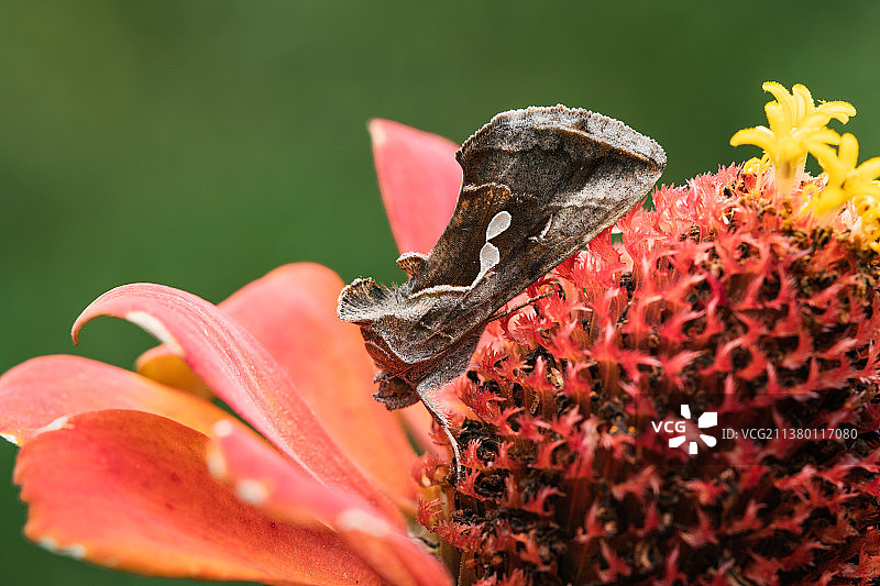 蛾图片素材