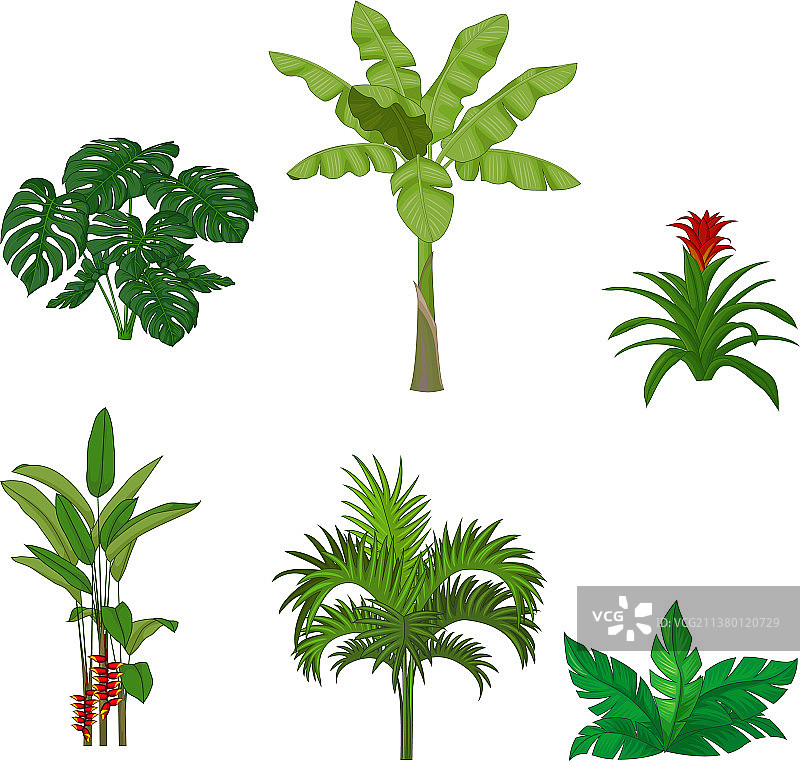 白色背景上的热带植物素材图片素材