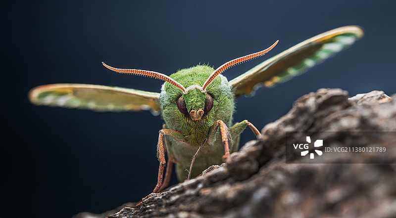 榆绿天蛾图片素材