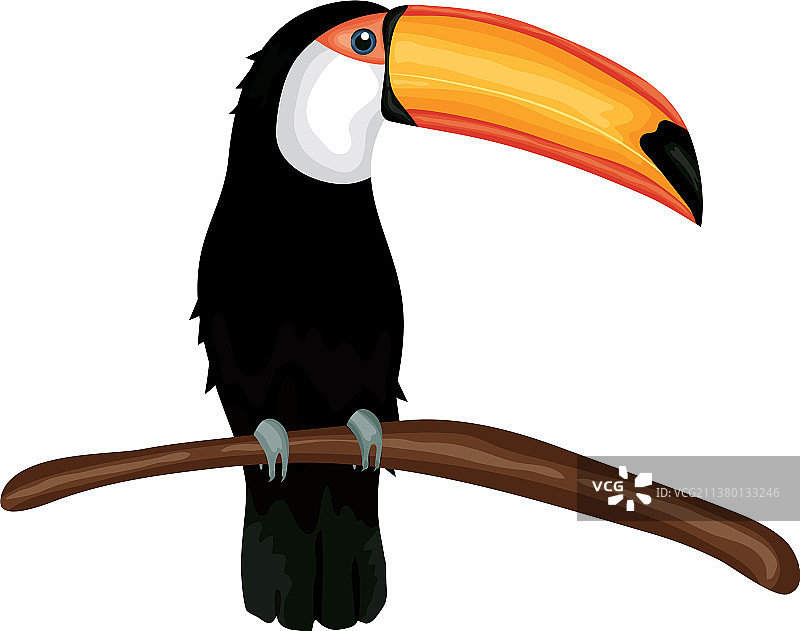 巨嘴鸟自然设计图片素材