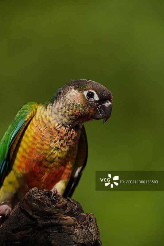 鹦鹉小太阳金太阳玄凤鹦鹉鸟类特写图片素材