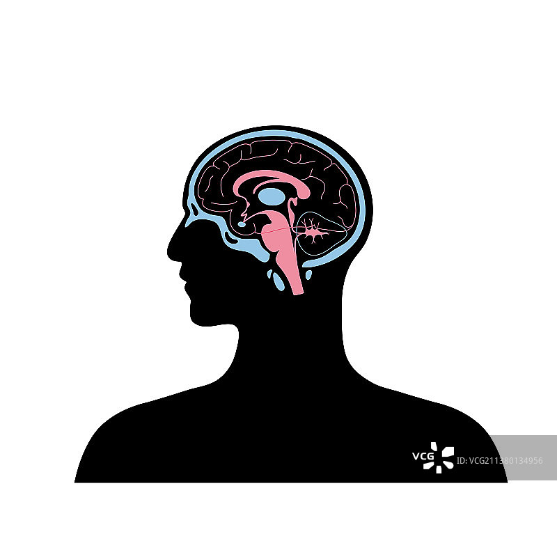 大脑图片素材
