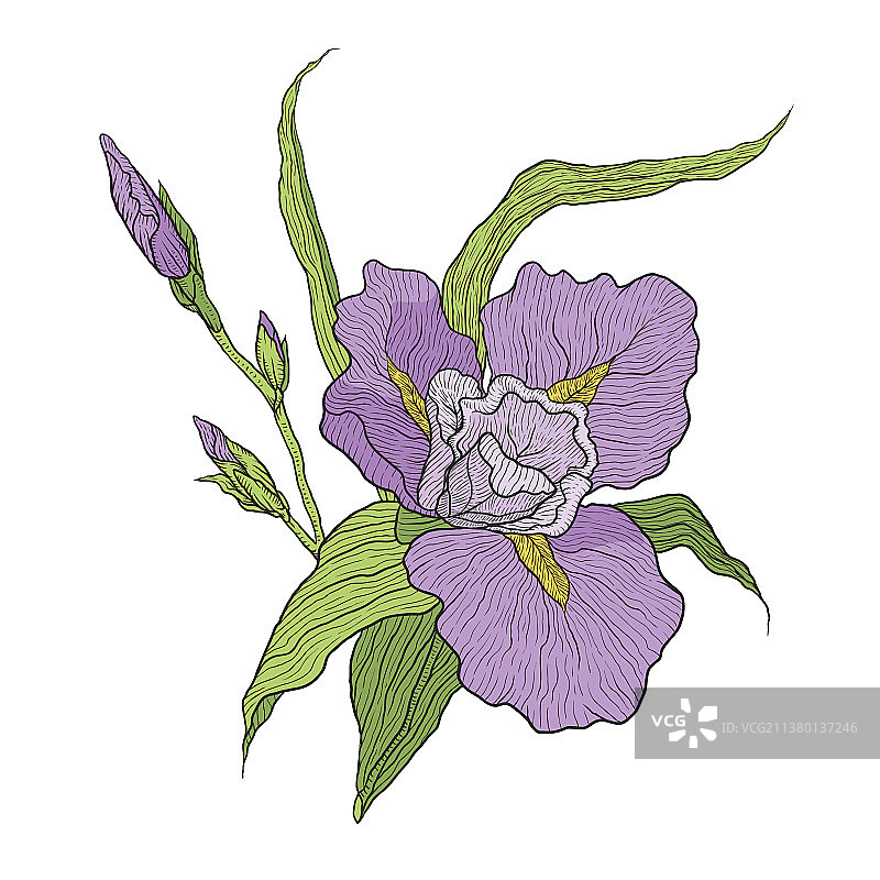 盛开的鸢尾花枝带未开花苞图片素材