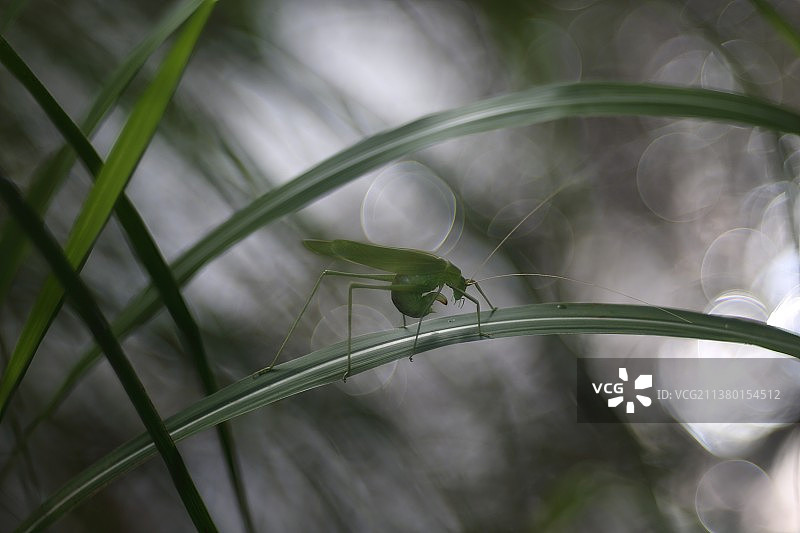 织布娘图片素材