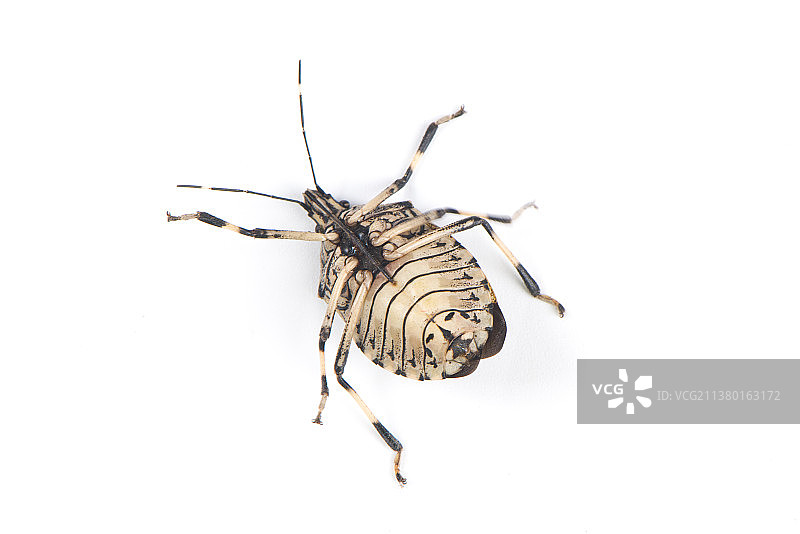 一只背过去的放屁虫图片素材