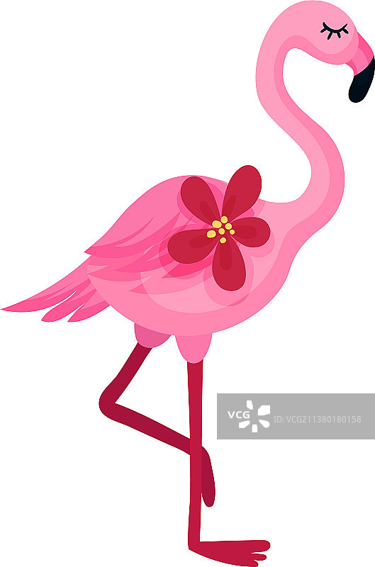 白色背景上的粉红火烈鸟图片素材
