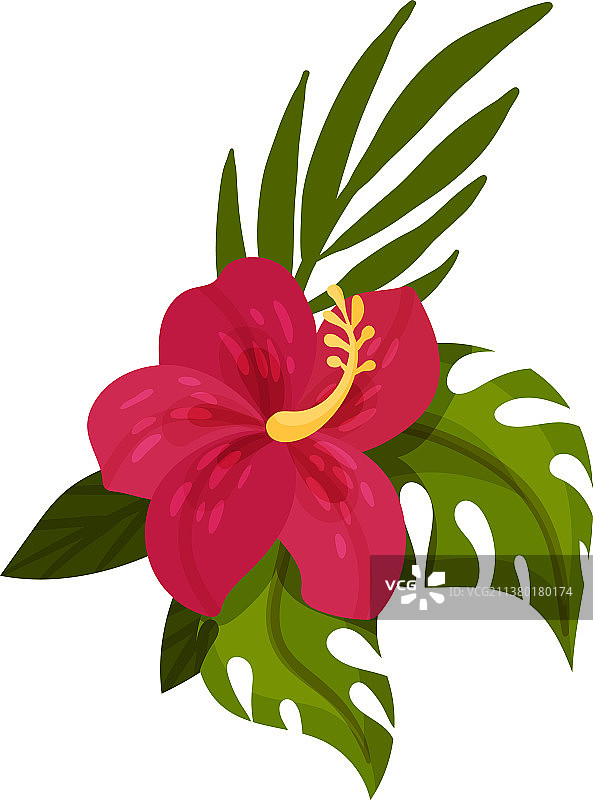 红色热带花朵图片素材