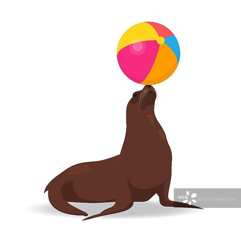 海豹用鼻子平衡彩色球图片素材