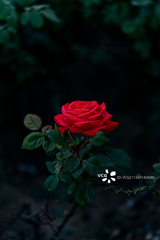 血色玫瑰图片素材