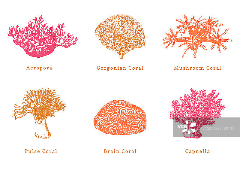 彩色珊瑚合集图片素材