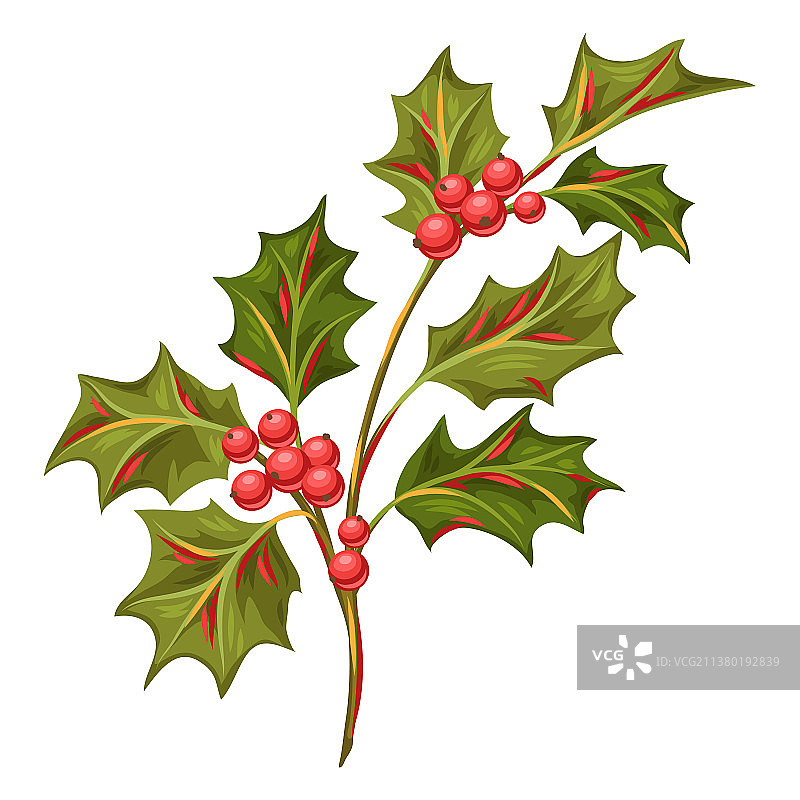 带浆果的冬青树枝图片素材