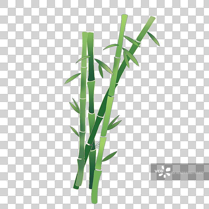 竹子图片素材