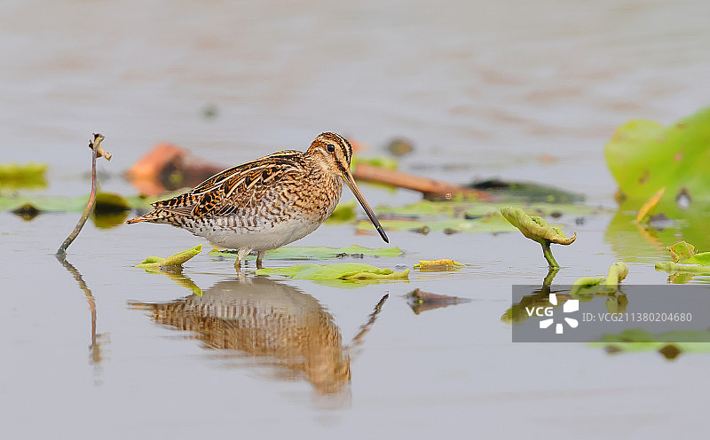 扇尾沙锥图片素材