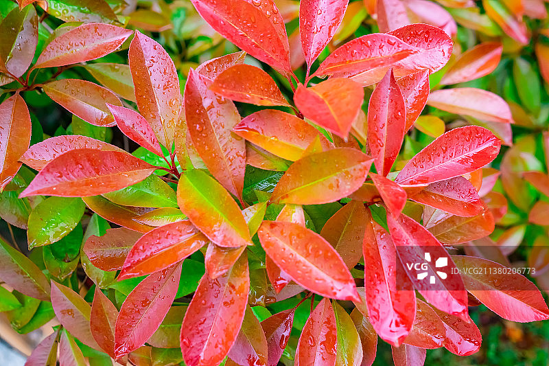 中国野生植物拍摄主题，花坛田地里长出红色的绿色的红叶石楠树叶和上面的雨水水珠，户外白昼无人图像摄影图片素材