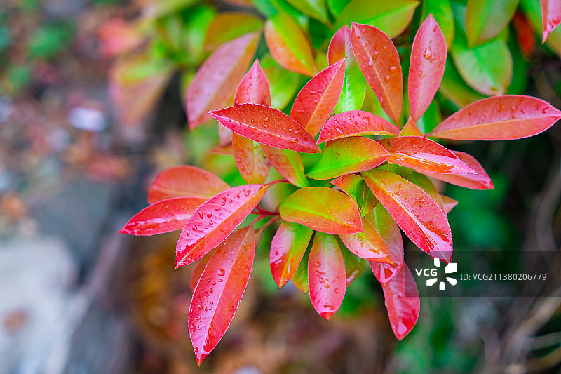 中国野生植物拍摄主题，花坛田地里长出红色的绿色的红叶石楠树叶和上面的雨水水珠，户外白昼无人图像摄影图片素材