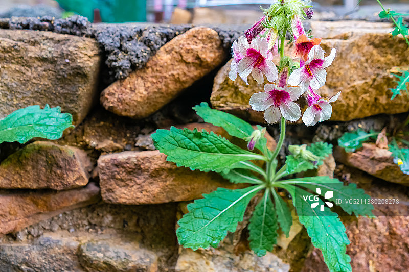 中国野生植物拍摄主题，墙壁上长出盛开的红色地黄鲜花花朵特写，户外白昼无人图像摄影图片素材