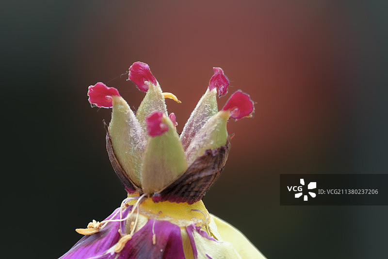 春天牡丹花雨后香艳绝色美景壁纸图片素材