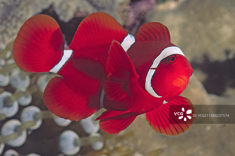 脊颊海葵鱼图片素材