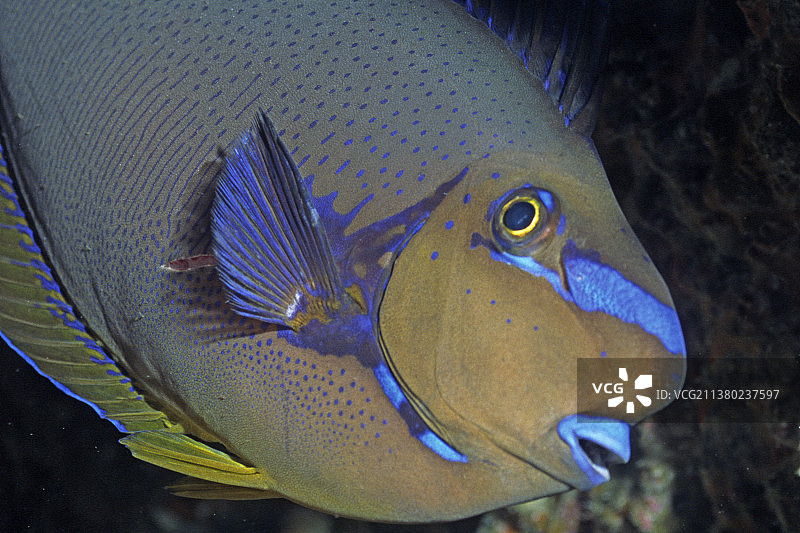 长鼻独角鱼特写图片素材