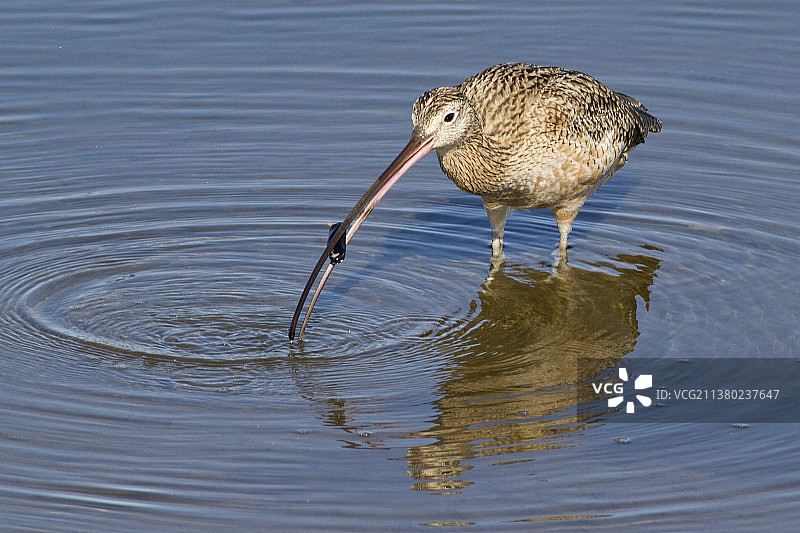 长嘴丘鹬食用贻贝图片素材