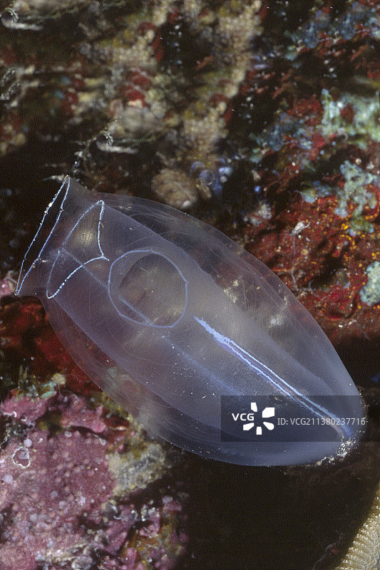 蓝色海鞘图片素材