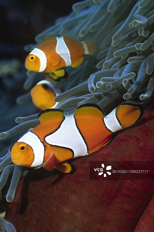 壮丽海葵中的小丑鱼图片素材