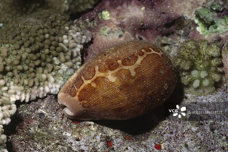 地图宝螺图片素材