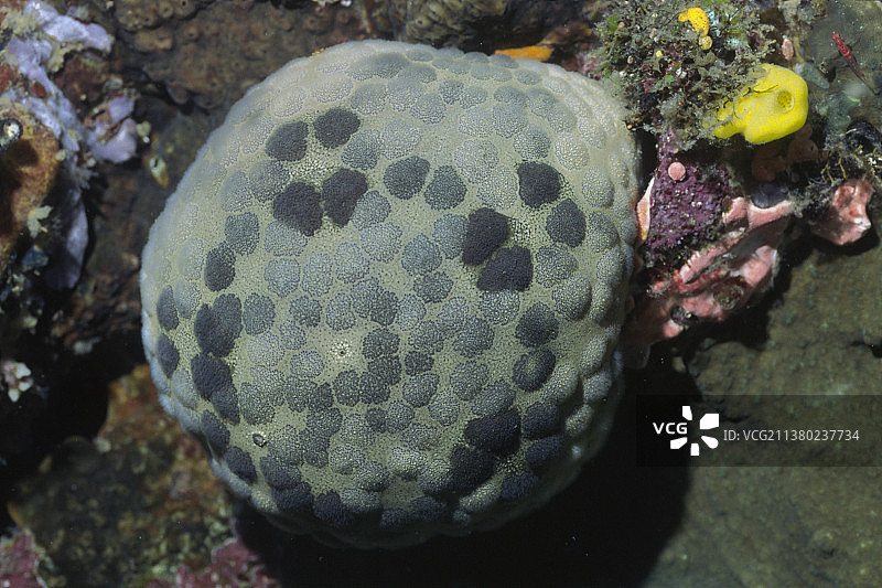 海星垫图片素材