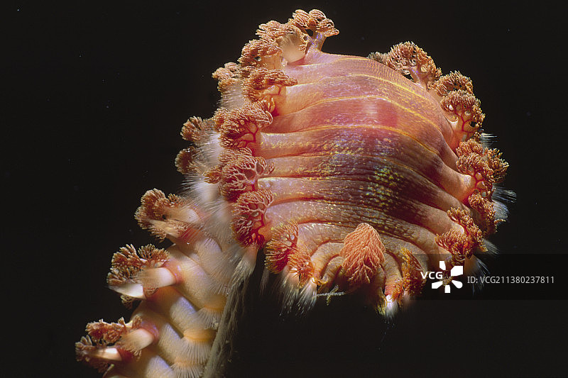 胡须焰火特写图片素材