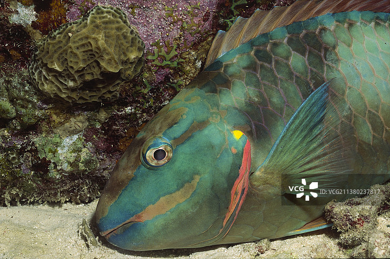 红绿灯鹦鹉鱼特写图片素材