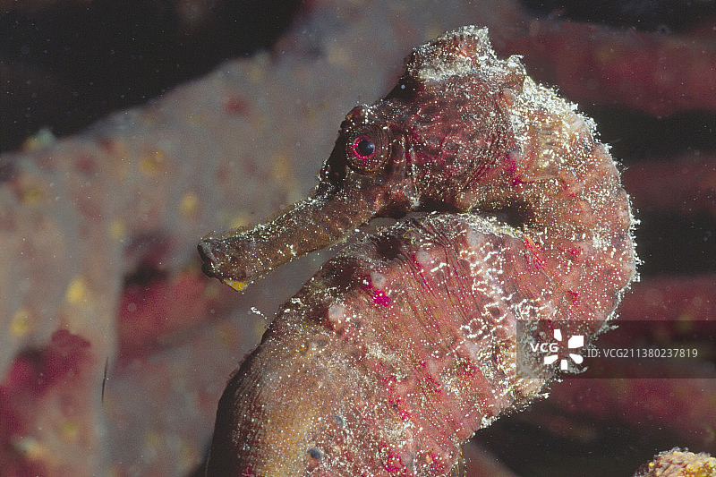 长吻海马特写图片素材