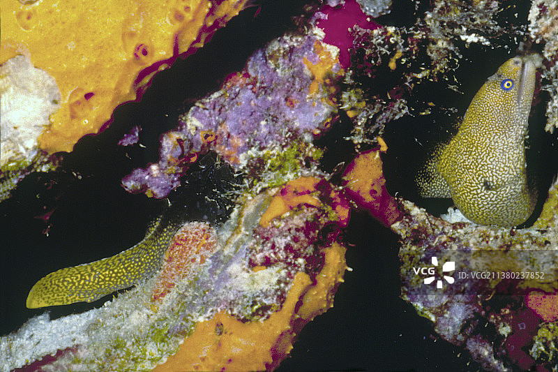 金尾海鳝图片素材