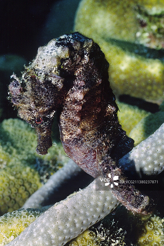 长吻海马图片素材