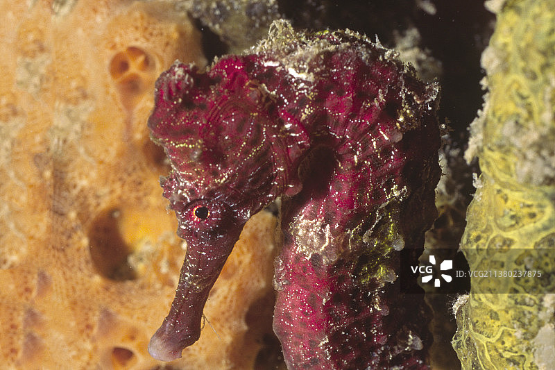 长吻海马特写图片素材