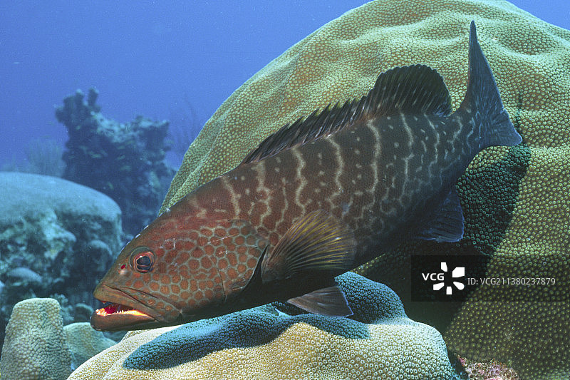 老虎斑图片素材