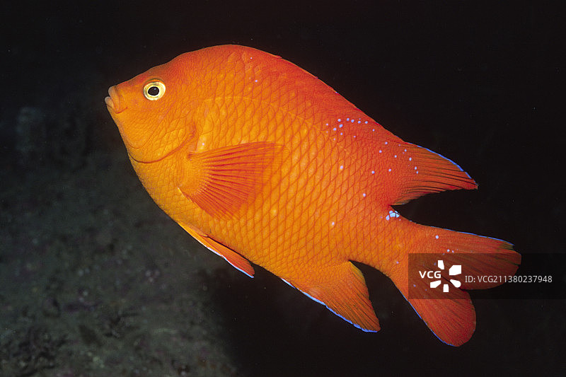 加里波第的中间形态图片素材