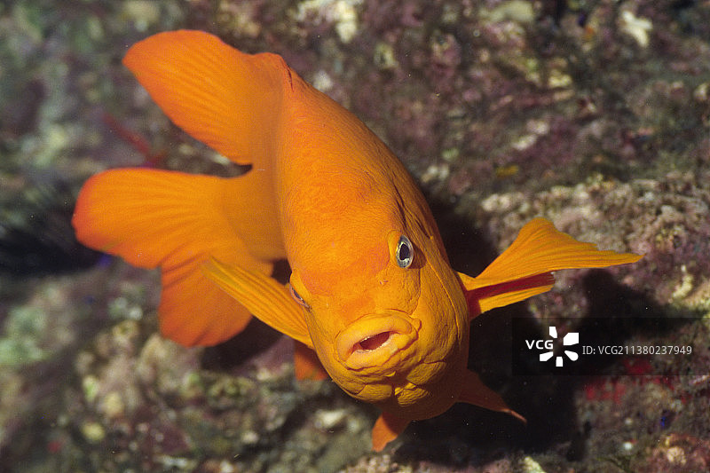 加里波第鱼正面图图片素材