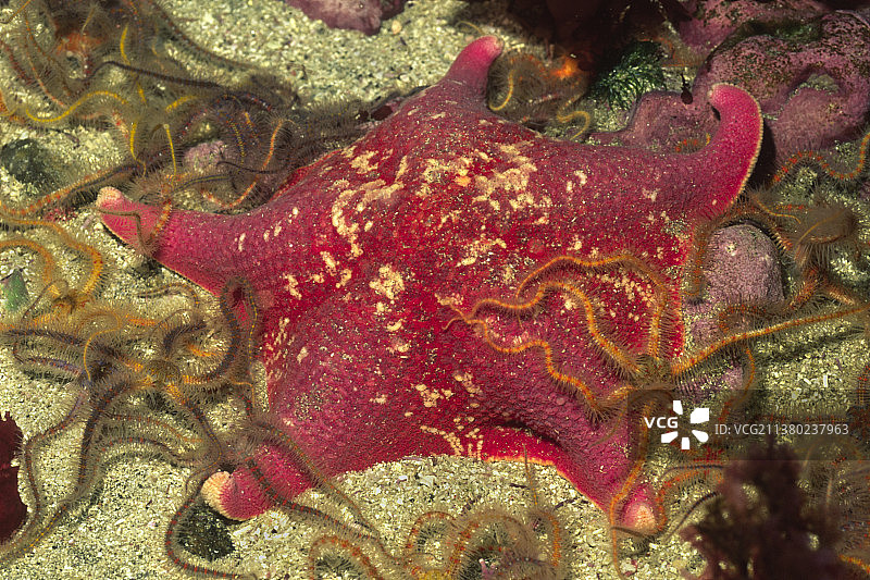 海星与阳遂足图片素材