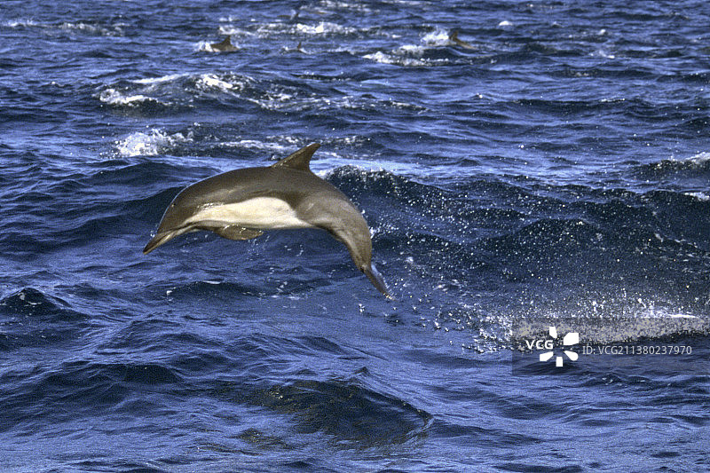宽吻海豚跳跃图片素材