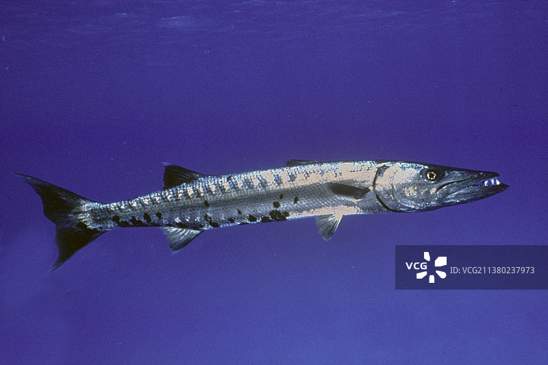 大梭鱼图片素材