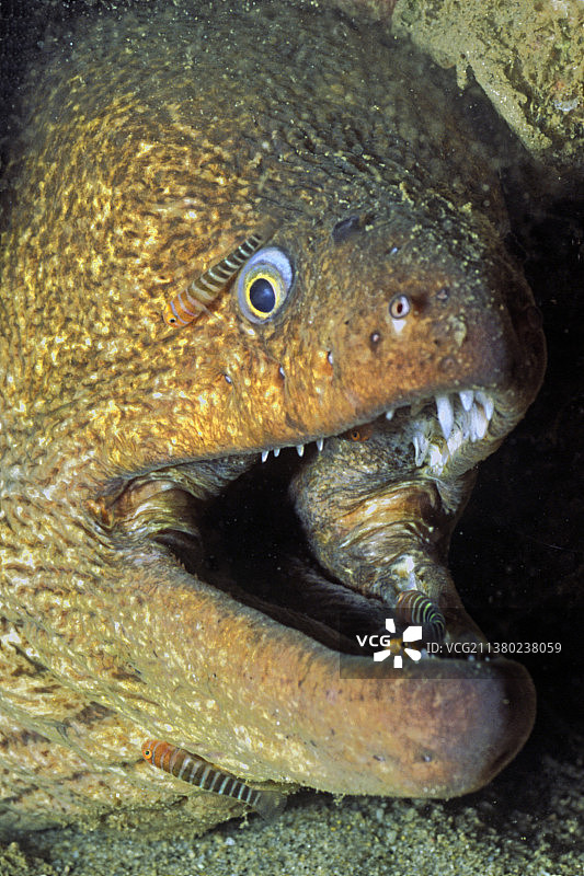 绿海鳗与清洁虾图片素材