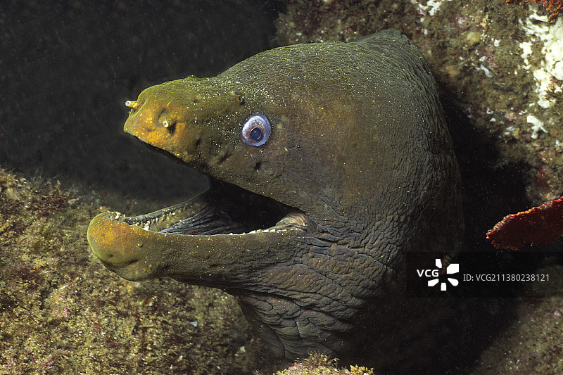绿海鳝特写图片素材