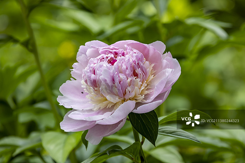金粉带芍药图片素材