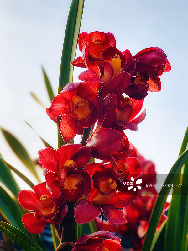 大花蕙兰图片素材