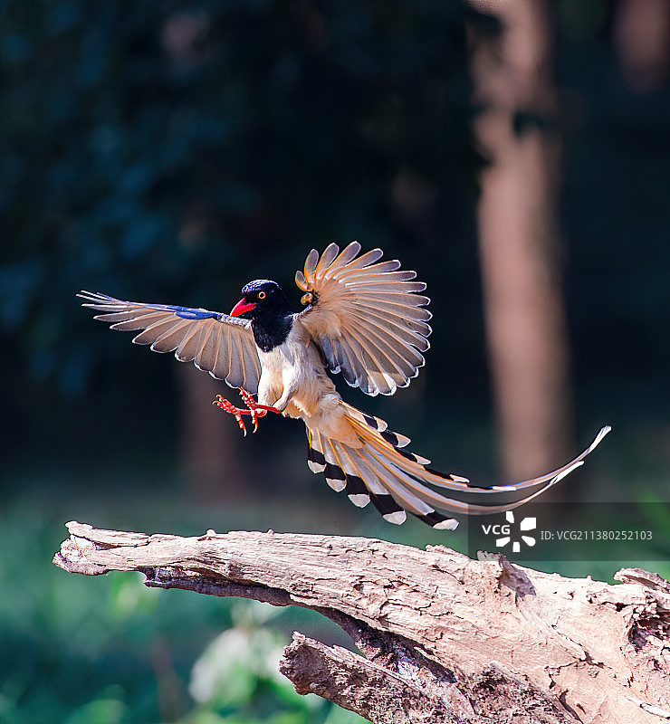 红嘴蓝鹊2图片素材