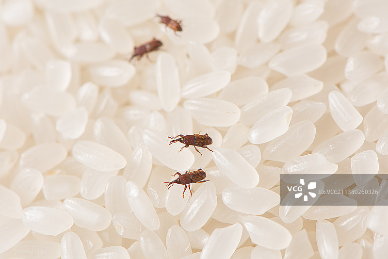 大米上的害虫米象图片素材