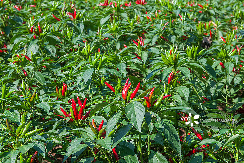 种植的红辣椒图片素材