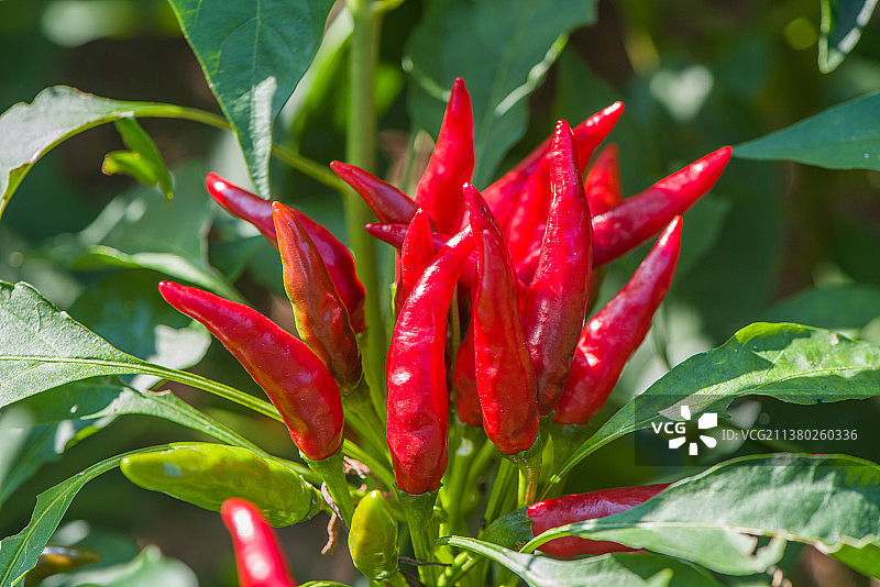 种植的红辣椒图片素材
