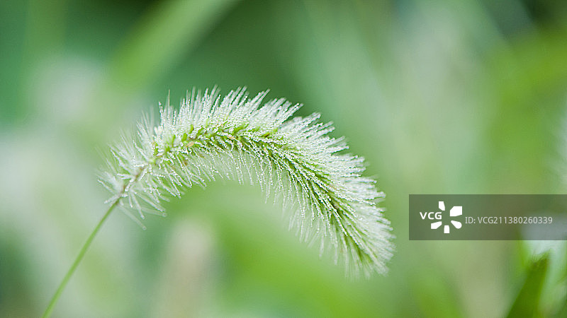 沾满露水的狗尾草图片素材